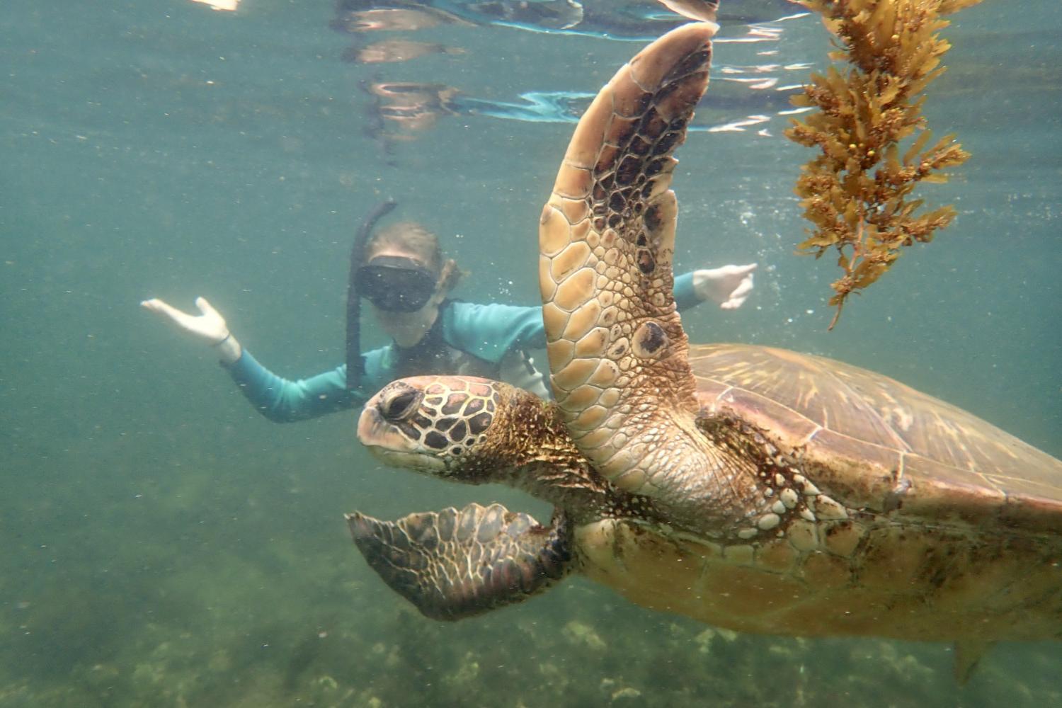 一名<a href='http://cxj0.lfkgw.com'>全球十大赌钱排行app</a>学生在Galápagos群岛游学途中与一只巨龟游泳.